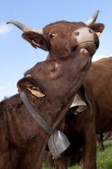 Salers cow and her calf petting Cantal France