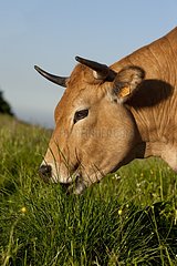 Aubrac cow grazing in a meadow Aveyron France