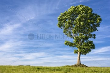 Single tree in the country in summer France
