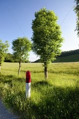 Roadside trees and grass with white pole France