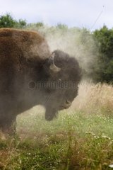 European Bison male scratching the ground in France
