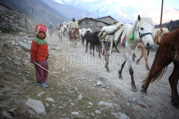 Boy and horse herd Lete Kalopani Nepal Himalayas