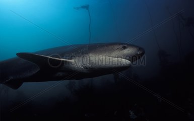 Bluntnose sevengil shark swimming in kelp South Africa