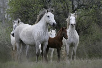 Foal and Camargue Horse Camargue France