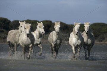 Camargue Horse herd running through shallow water France