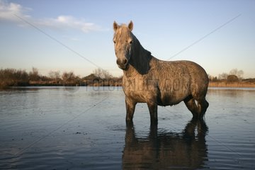 Camargue Horse standing in shallow water France
