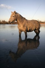 Camargue Horse standing in shallow water France