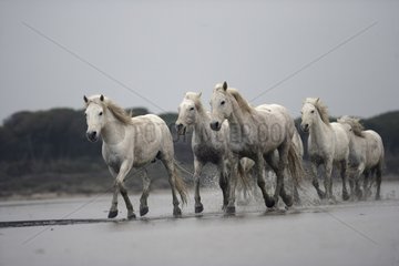Camargue Horse herd trotting through shallow water France
