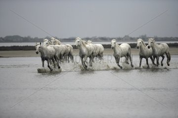 Camargue Horse herd running through shallow water France
