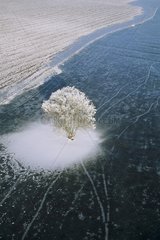 Aerial view of a tree in winter in frosty Moselle France