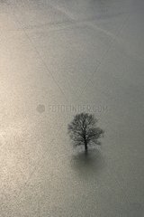 Single tree in flooded fields in Moselle France