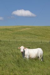 Charolais cow in tall grass in the spring France