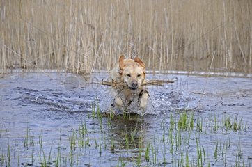 Labrador female game in a pond France