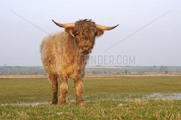 Young Highland Cow in a marsh in the Bay of Somme France