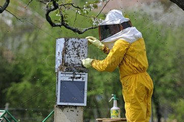 Beekeeper bringing a swarm of bees in a hive France