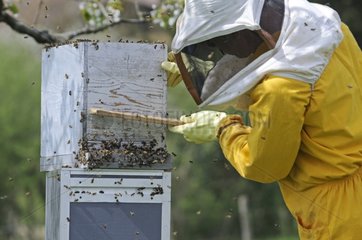 Beekeeper bringing a swarm of bees in a hive France