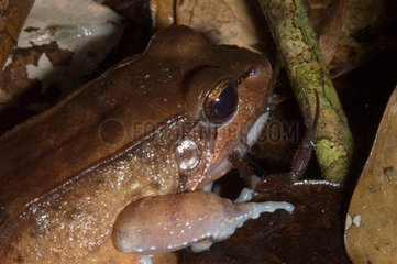 White-lipped Frog and Scorpion in Guyana