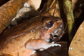 Boulenger's rough toad-frog and Scorpion in Guyana