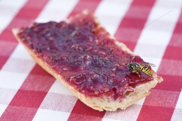 Wasp in a jam sandwich