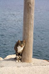 Cat rubbing against a pole in the sea
