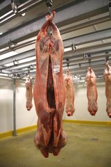 Carcasses of beef hanging in a warehouse France