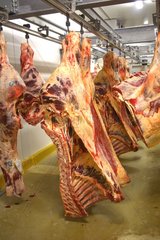 Meat carcasses hanging in a cold room France