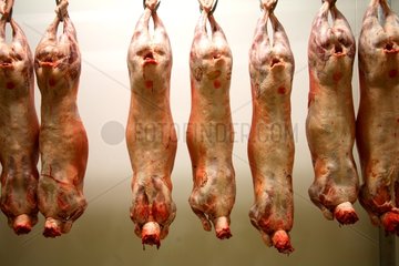 Meat carcasses hanging in a cold room France