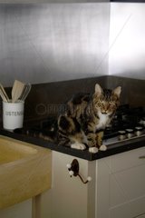 Cat sitting on the edge of a stove France