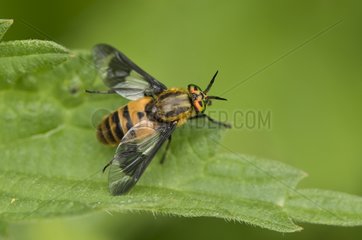 Horse Fly female on a leaf - Denmark