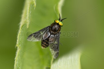 Horse Fly male on a leaf - Denmark