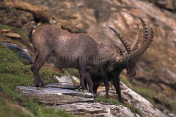 Alpine Ibex males fighting The Alps Switzerland