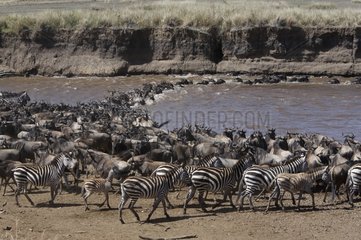 White-bearded Wildebeest and Zebra migration Masaï Mara
