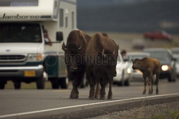 Bison im Verkehr im Yellowstone National Park Wyoming USA