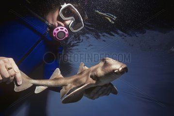 Epaulette Shark examined by curator at Oceanworld Australia