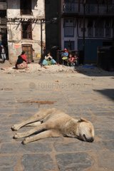 Dog sleeping in the sun in a street in Kathmandu Nepal