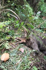 Head Deer killed by a Tiger Royal Chitwan NP Nepal