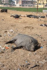 Black pigs at rest in the earth Bodhgaya Bihar India