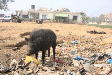 Black pig rummaging waste Bodhgaya Bihar India