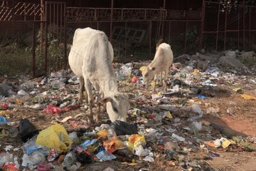 Cows eating in wastesBodhgaya Bihar India