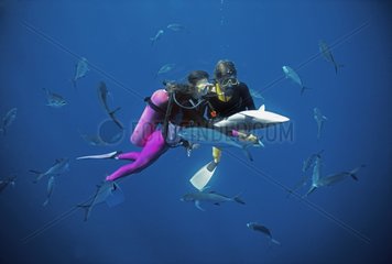 Scientist performs tonic immobility on Silky Shark Bahamas