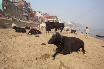 Cows on the banks of the Ganges Varanasi India