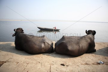 Cows at rest on the banks of the Ganges Varanasi India