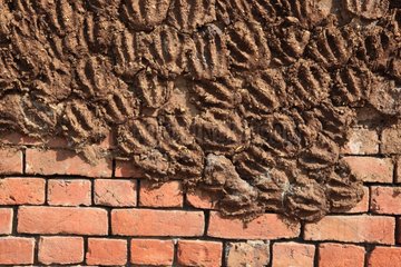 Brick wall covered with mud and dung Varanasi India