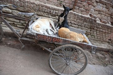 Dogs in the luggage of a tricycle Varanasi India