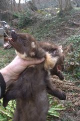 European pine Martens trapped France