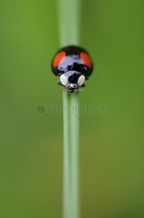 Asian ladybird on a blade of grass France