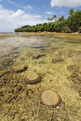 Coral reef at low tide New Caledonia