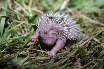 European hedgehog newborn on grass France