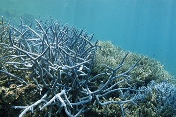 Staghorn coral at the rear of the Grand Reef Abore in NC