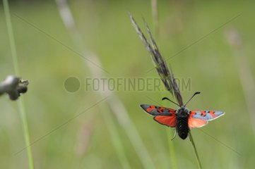 Burnet on an ear in a meadow France